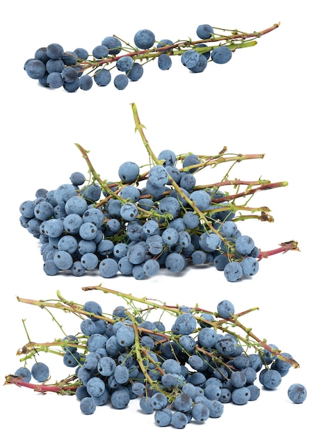 Blue berries of Mahonia holly on a white isolated background