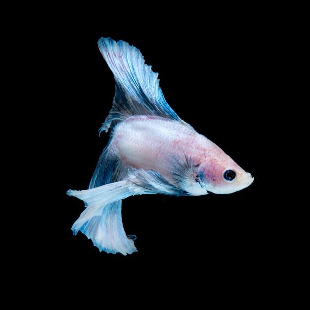 Blue betta fish isolated on black background