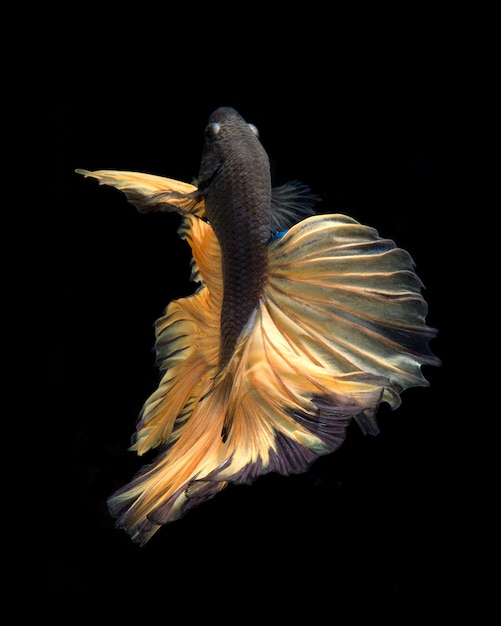 Blue betta fish isolated on black background