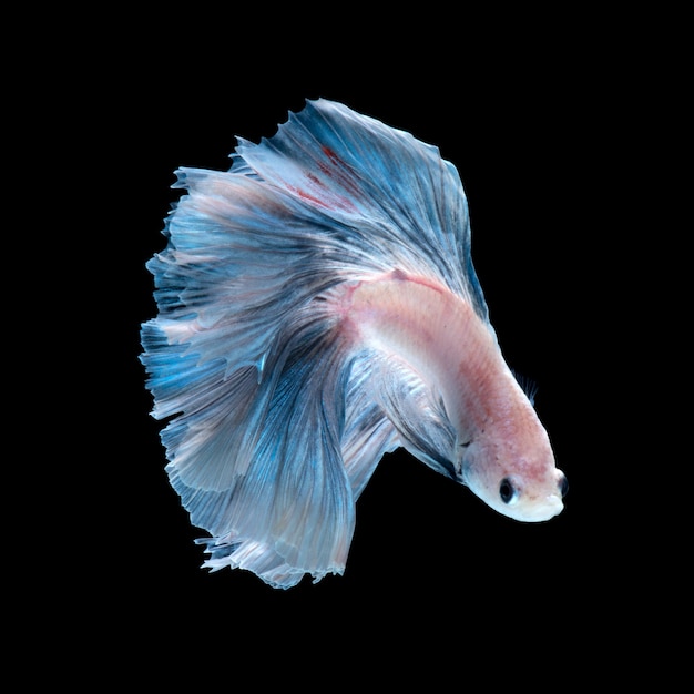 Blue betta fish