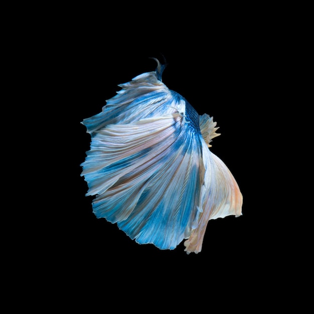 Blue betta