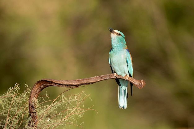 A blue bird sits on a branch with a green background.