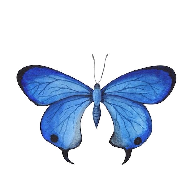 Blue and black butterfly with detailed wings isolated Watercolor hand drawn realistic insect llustration for design