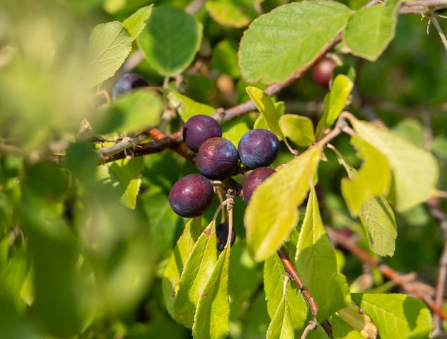 Blue blackthorn berries Prunus spinosa on a piece in Greece