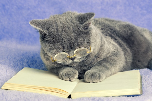 A blue british business cat wearing glasses reading notebook book