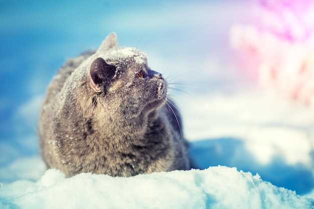 Blue British shorthair cat sitting outdoors in winter