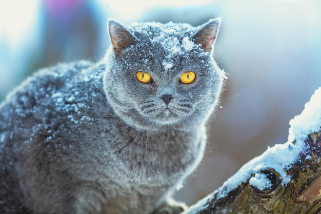 Blue British Shorthair cat sitting on the snowy tree in blizzard