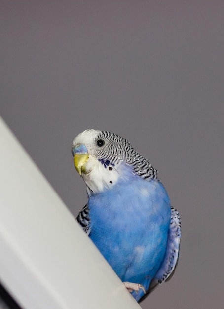 Blue budgerigar looks down Pet