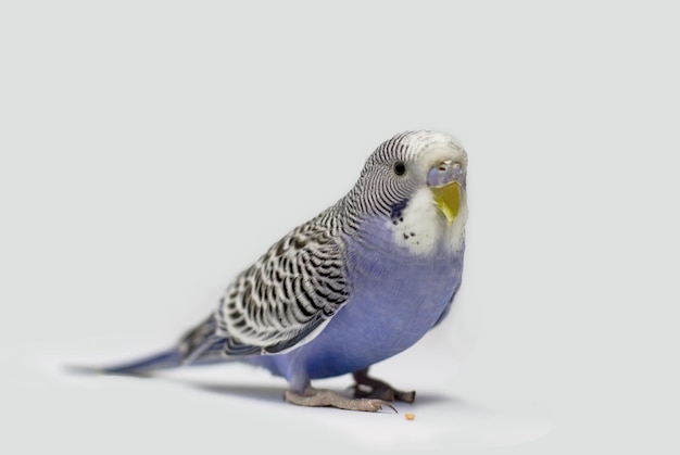 Blue budgerigar on a white background Young male