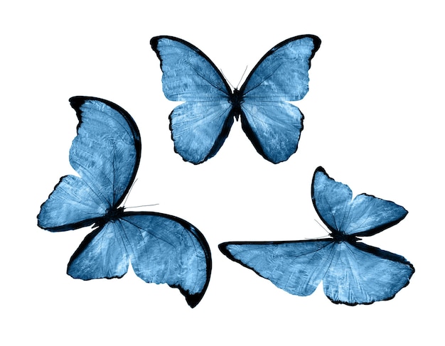 Blue butterflies isolated on white background. tropical moths. insects for design. watercolor paints