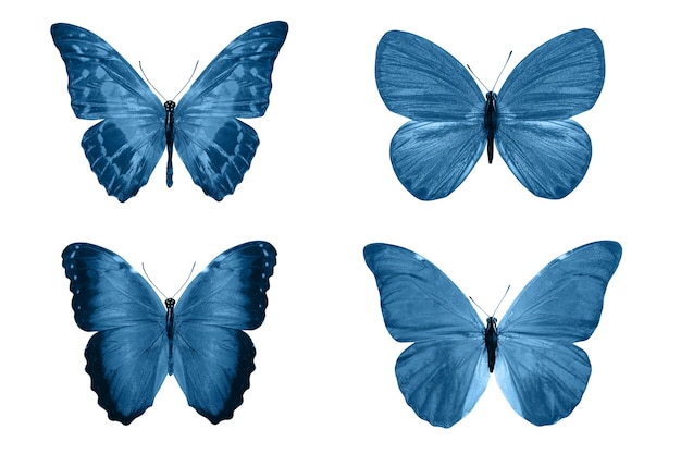 Blue butterflies isolated on white background. tropical moths. insects for design. watercolor paints