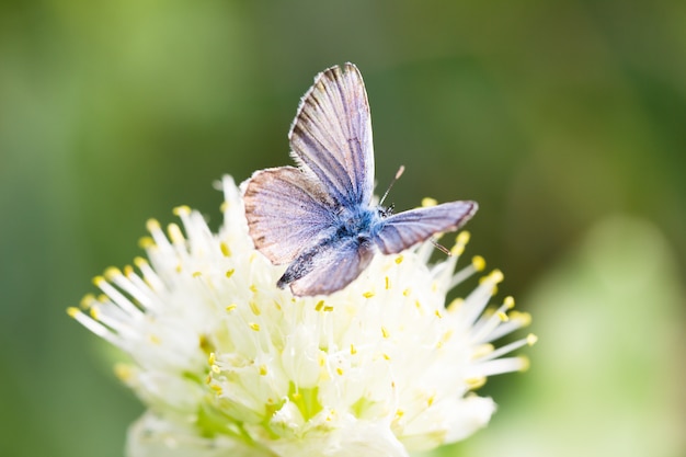 Blue butterfly, on a flower, spring insect