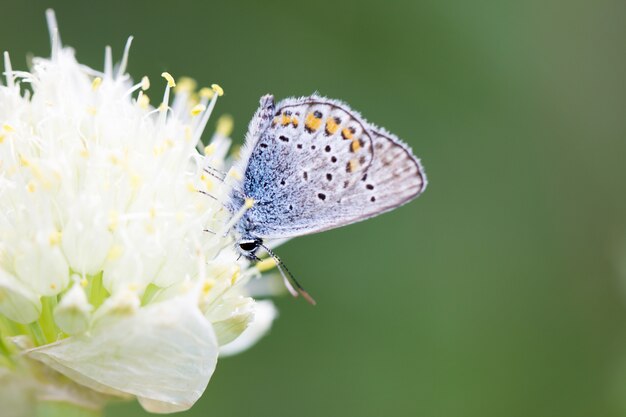 Blue butterfly, on a flower, spring insect