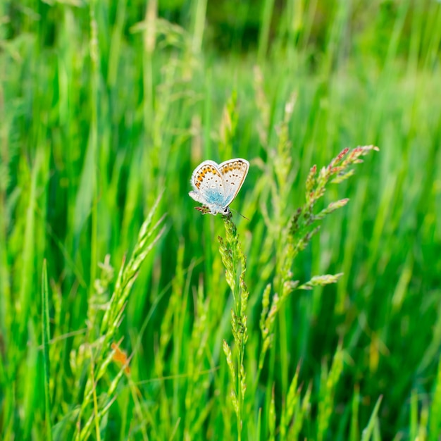 Blue butterfly in the green grass Background