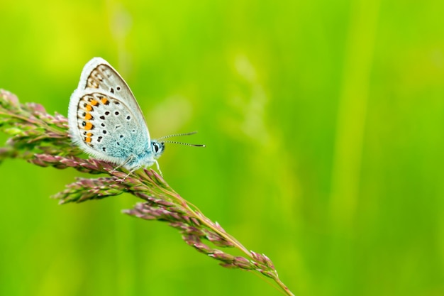 Blue butterfly in the green grass Beautiful background for a postcard Place for an inscription View from the side