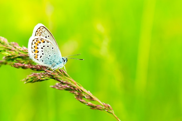 Blue butterfly in the green grass Beautiful background for a postcard