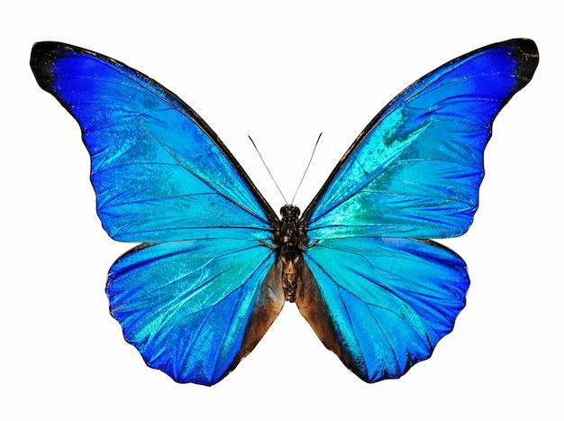 Blue butterfly morpho anaxibia isolated