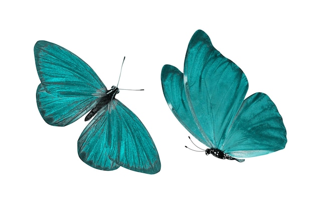 Blue butterfly. natural insect. isolated on white background