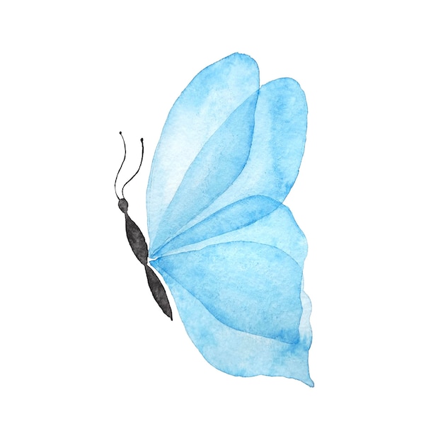 Blue butterfly watercolor