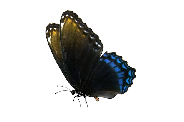 Blue butterfly with legs and antennae isolated on white
