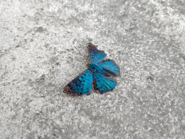 Blue butterfly with open wings top view