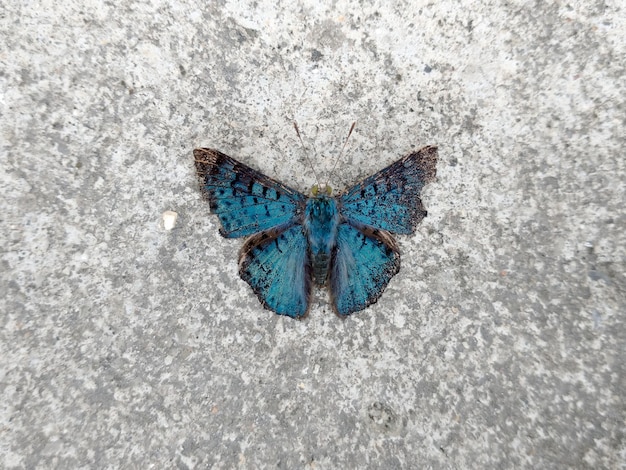 Blue butterfly with open wings top view