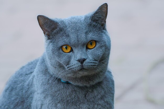 Photo a blue cat with yellow eyes and a blue collar