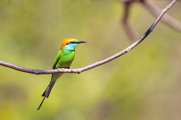 The blue-cheeked bee-eater is a near passerine bird in the bee-eater family, Meropidae.