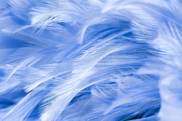 Blue chicken feathers in soft and blur style for the background