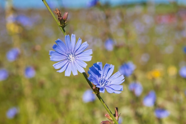 Blue chicory flower herb in the summer field