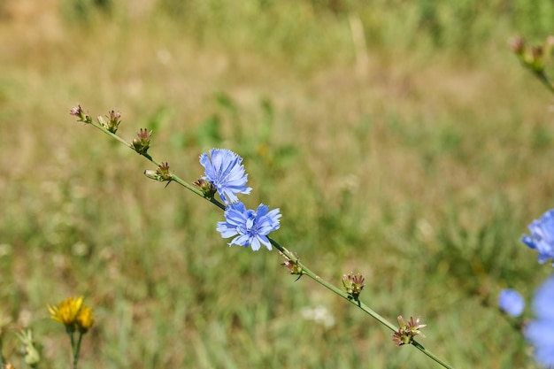 Blue chicory flowers