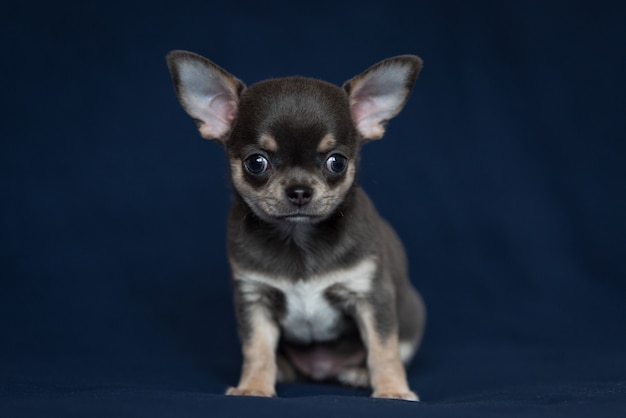 Blue Chihuahua puppy on a classic blue background.