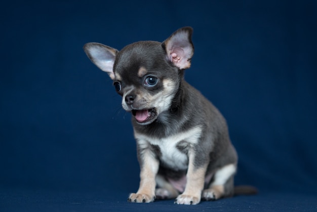 Blue Chihuahua puppy on a classic blue background.