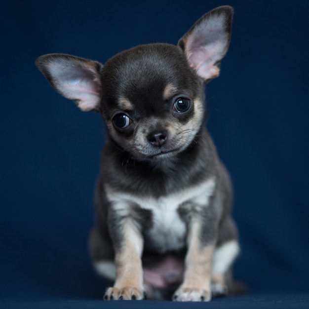 Blue Chihuahua puppy on a classic blue background.