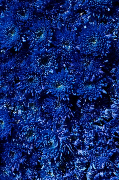 Blue chrysanthemum flowers background, top view