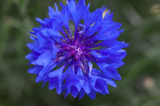 Blue cornflower closeup Wildflowers in the garden