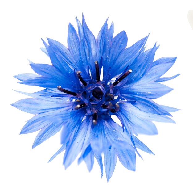 Blue cornflower cut out isolated on a white background