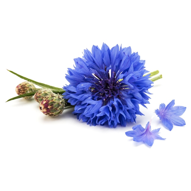 Blue Cornflower Herb or bachelor button flower head isolated on white background cutout