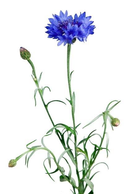 Blue cornflower isolated on the white background