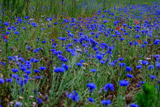 Blue cornflower