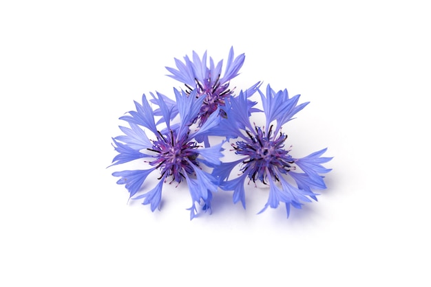 Blue cornflowers isolated on a white background