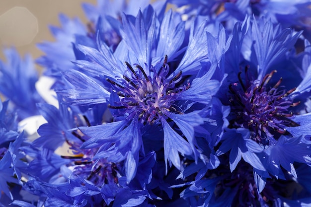 Blue cornflowers in the summer, blue flowers growing in the fields in the summer