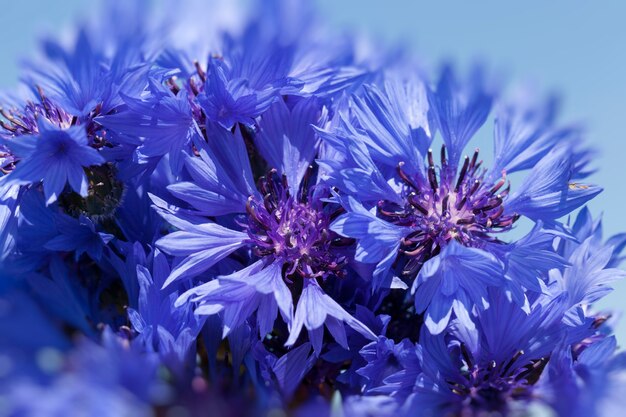 Blue cornflowers in the summer, blue flowers growing in the fields in the summer