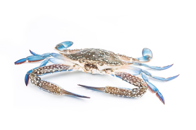 Blue crab isolated on white background