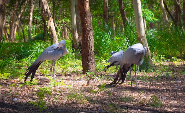 Blue Cranes