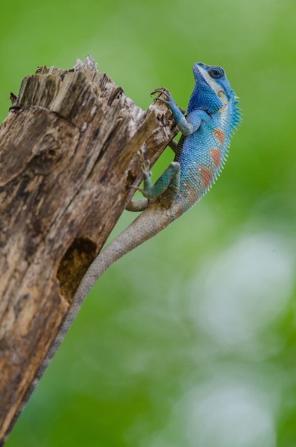 Blue crested lizard in tropical forest, thailand