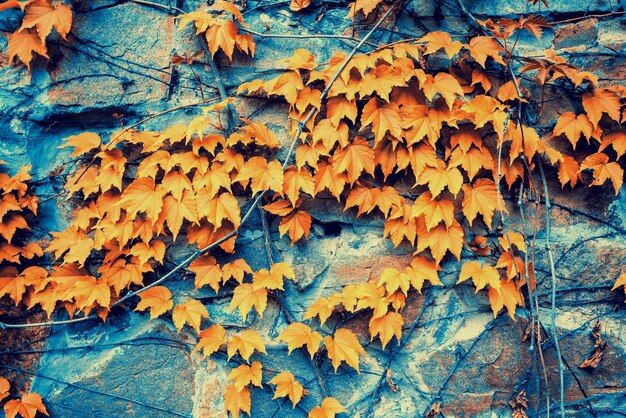 Blue dark old stone wall covered with ivy background