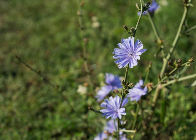 Blue delicate chicory flowers in grass background