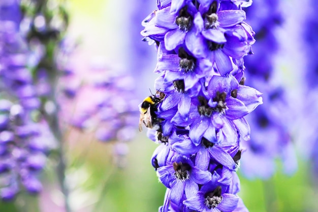 Blue delphinium beautiful flowers in summer garden Blooming plants in the countryside