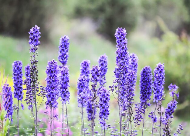 Blue delphinium beautiful flowers in summer garden Blooming plants in the countryside